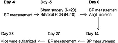 Renal Denervation Promotes Atherosclerosis in Hypertensive Apolipoprotein E-Deficient Mice Infused with Angiotensin II